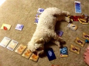 We can't play games on the floor when this pup just HAS to be the center of attention!