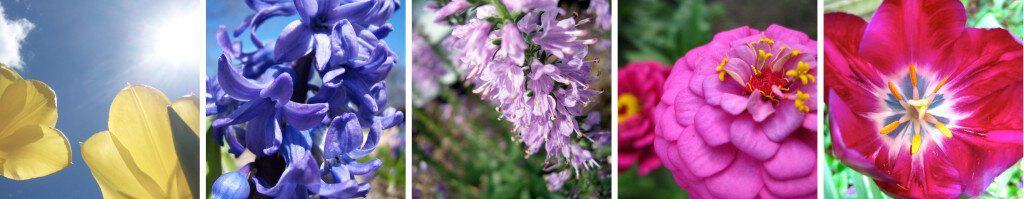 spring flowers