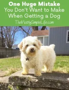 One huge mistake you don't want to make when getting a dog - it's really hard not to make this mistake because all puppies are so darn adorable!