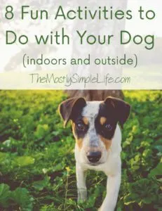 fun activities to do with your dog feature