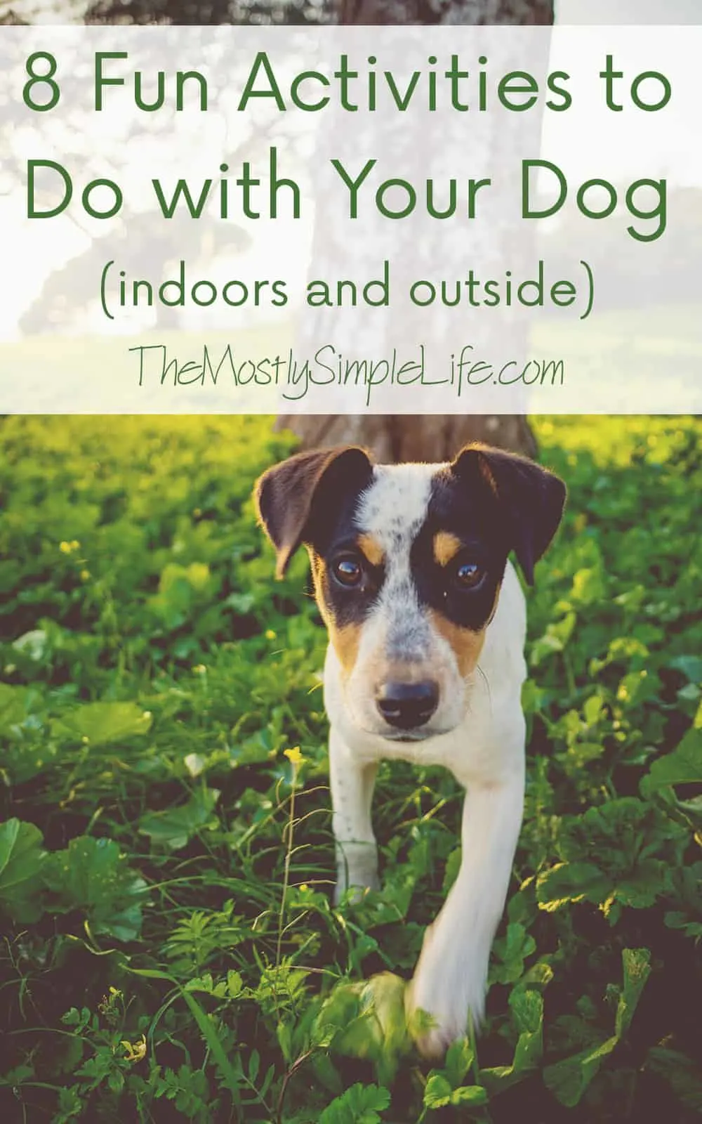 8 Fun Activities to Do with Your Dog