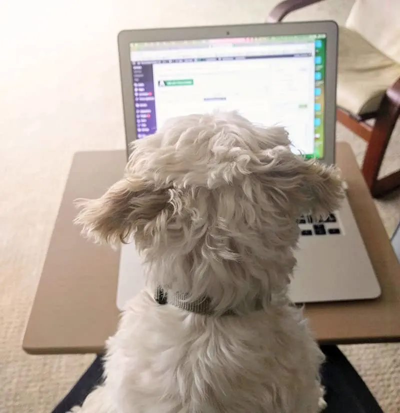 Invest in yourself! Pic of dog blogging. 