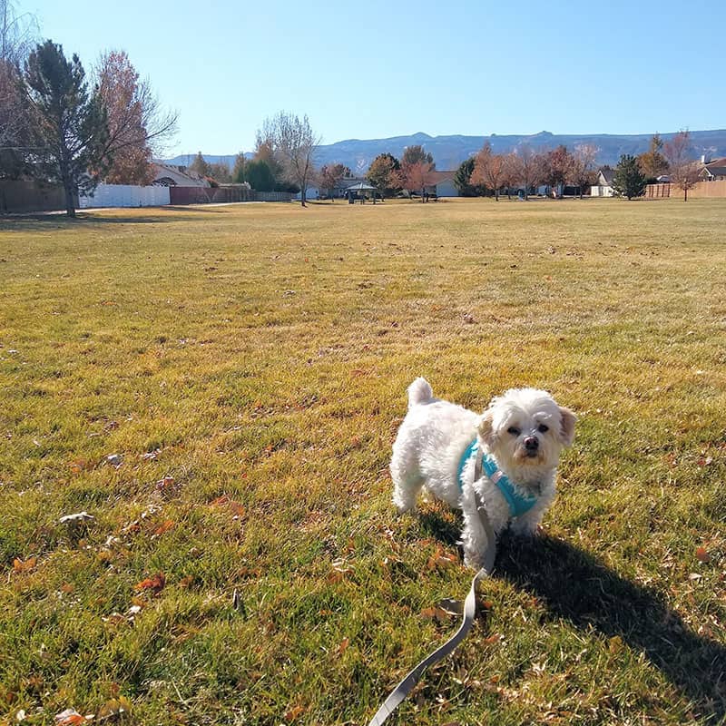 Cheap Self Care: Go for a walk!
