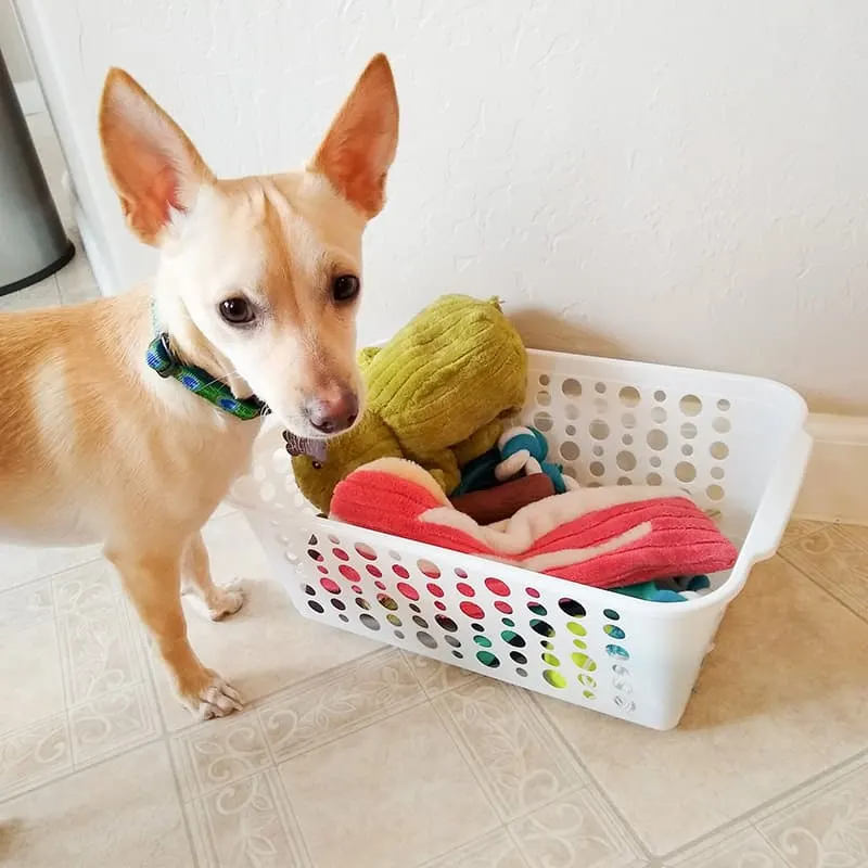Chihuahua standing over bin of dog toys