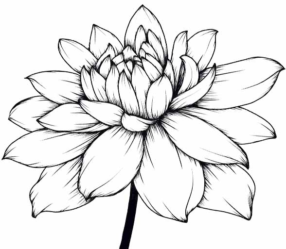 Free flower line  Vector Art