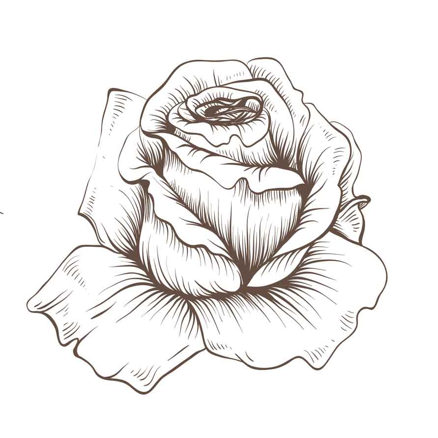 rose sketch 1