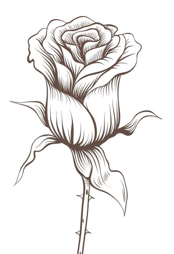 Rose Flower Sketch Engraving Vector Illustration by AlexanderPokusay