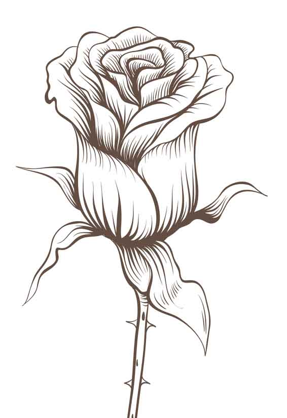 Flower And Leaf Sketch, Flower Drawing, Leaf Drawing, Flower Sketch PNG and  Vector with Transparent Background for Free Download