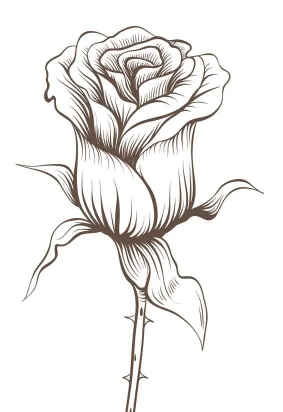 rose sketch 2