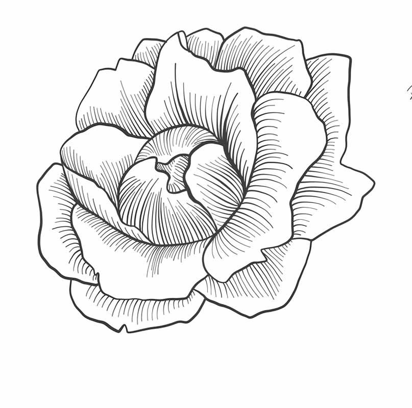 Free Simple Flower Sketch, Download Free Simple Flower Sketch png images,  Free ClipArts on Clipart Library