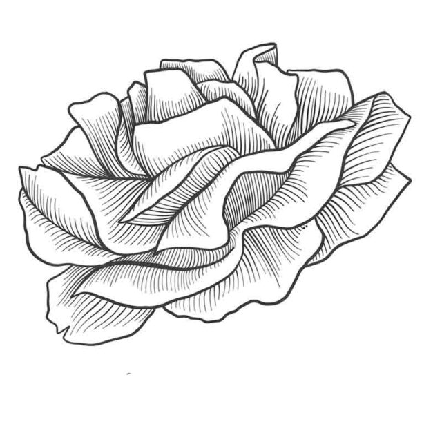 30 Easy Flower Sketches for Beginners [With Printables] - The (mostly ...