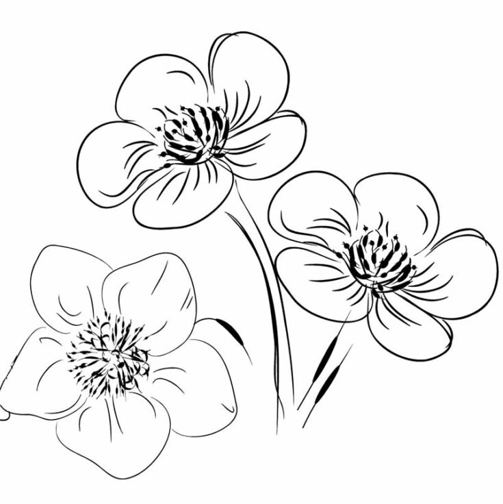 30 Easy Flower Sketches for Beginners [With Printables] - The (mostly ...