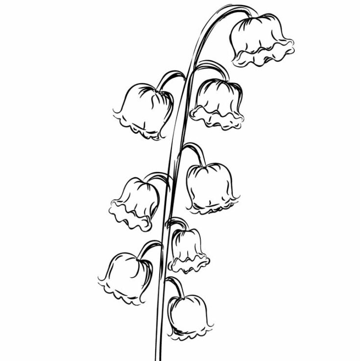 30 Easy Flower Sketches for Beginners [With Printables] - The (mostly ...