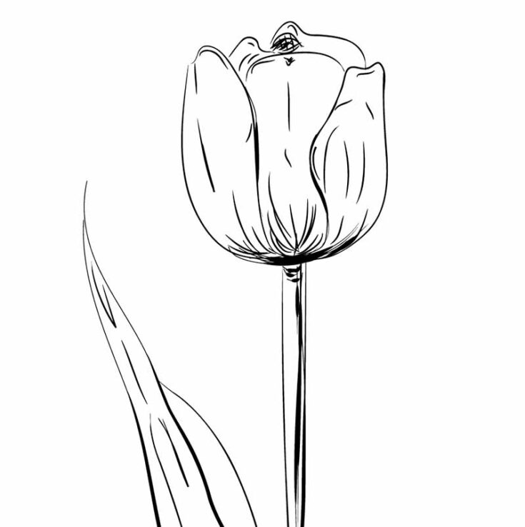 30 Easy Flower Sketches for Beginners [With Printables] - The (mostly ...