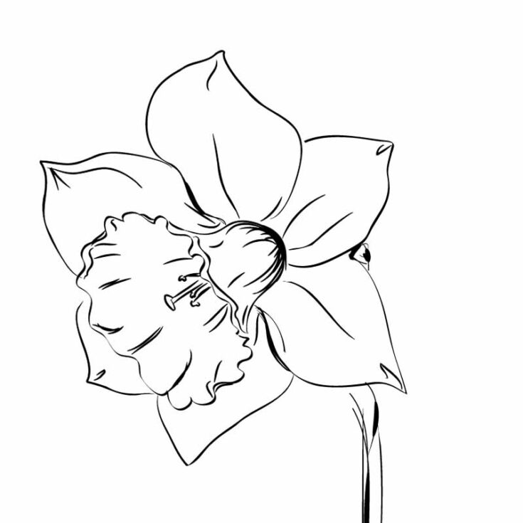 30 Easy Flower Sketches for Beginners [With Printables] - The (mostly ...