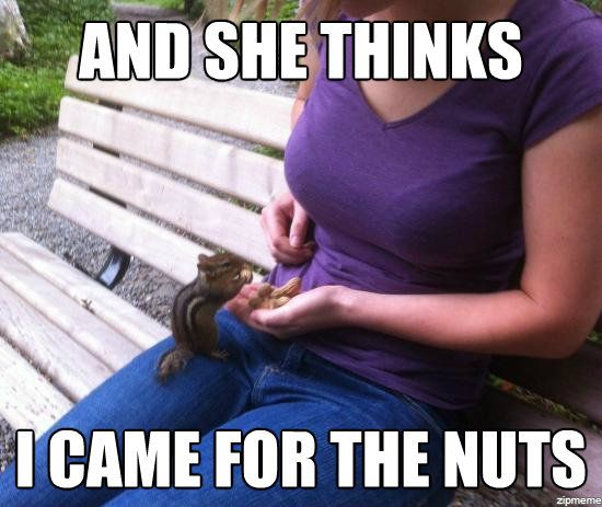 cute squirrel on a bench with a woman - deez nuts meme