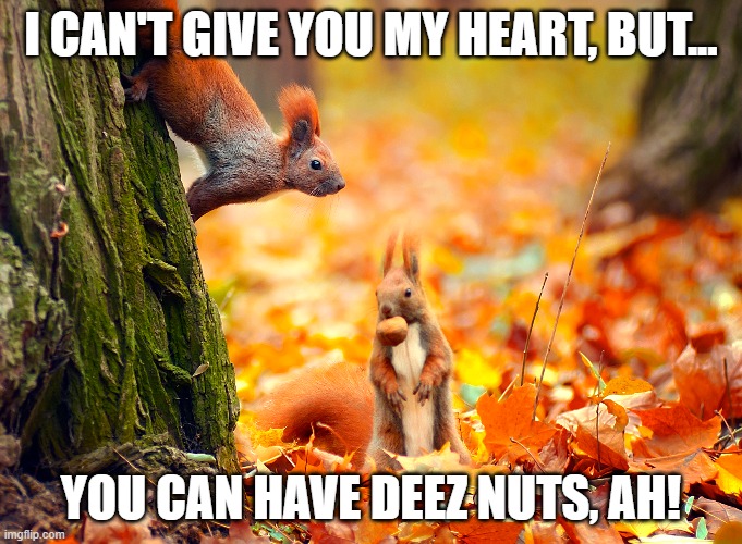 romantic squirrels (not)