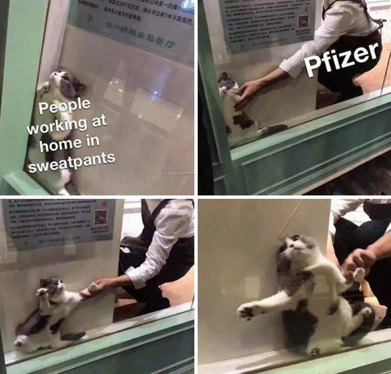 pfizer and a reluctant cat