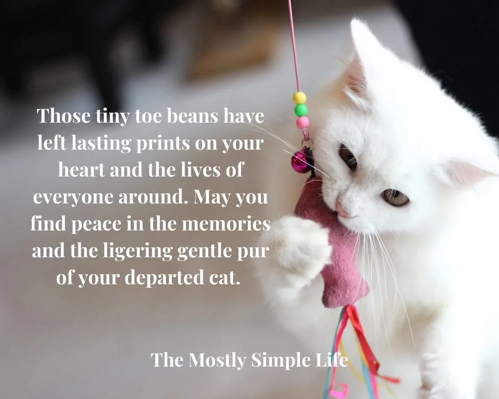 quotes about loss of your cat