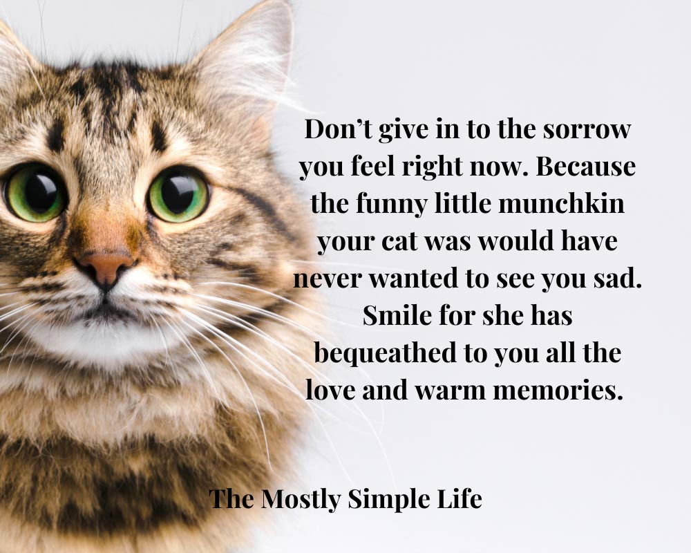 60 Comforting Quotes to Help with the Loss of Your Beloved Pet - The  (mostly) Simple Life
