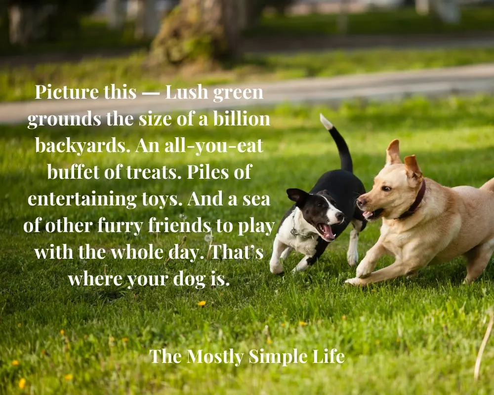 Pet loss quotes dog quotes