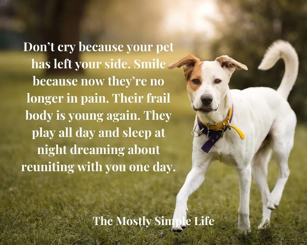 60 Comforting Quotes to Help with the Loss of Your Beloved Pet - The  (mostly) Simple Life