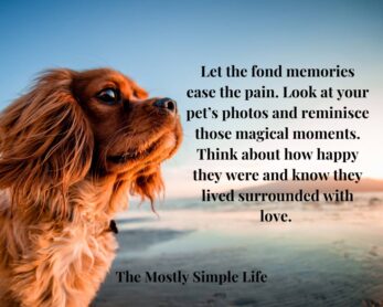 60 Comforting Quotes to Help with the Loss of Your Beloved Pet - The