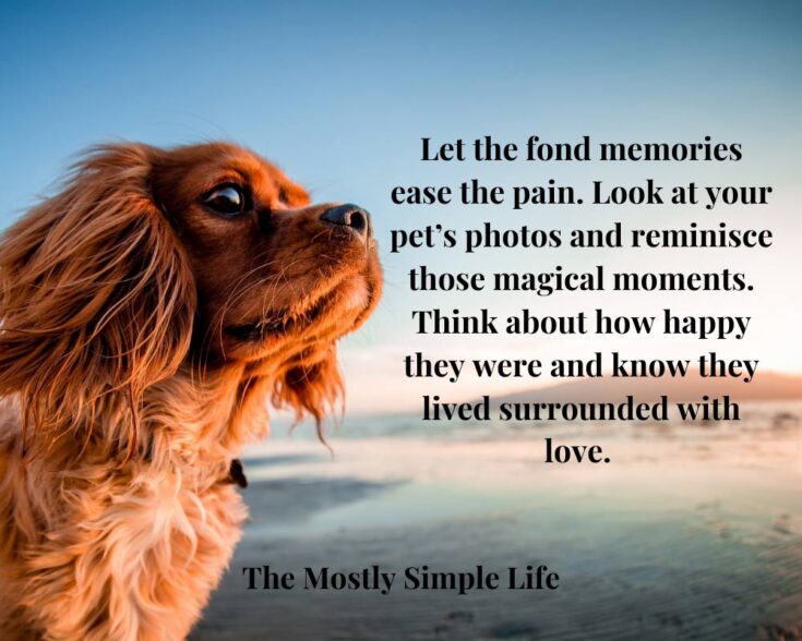60 Comforting Quotes to Help with the Loss of Your Beloved Pet The (mostly) Simple Life