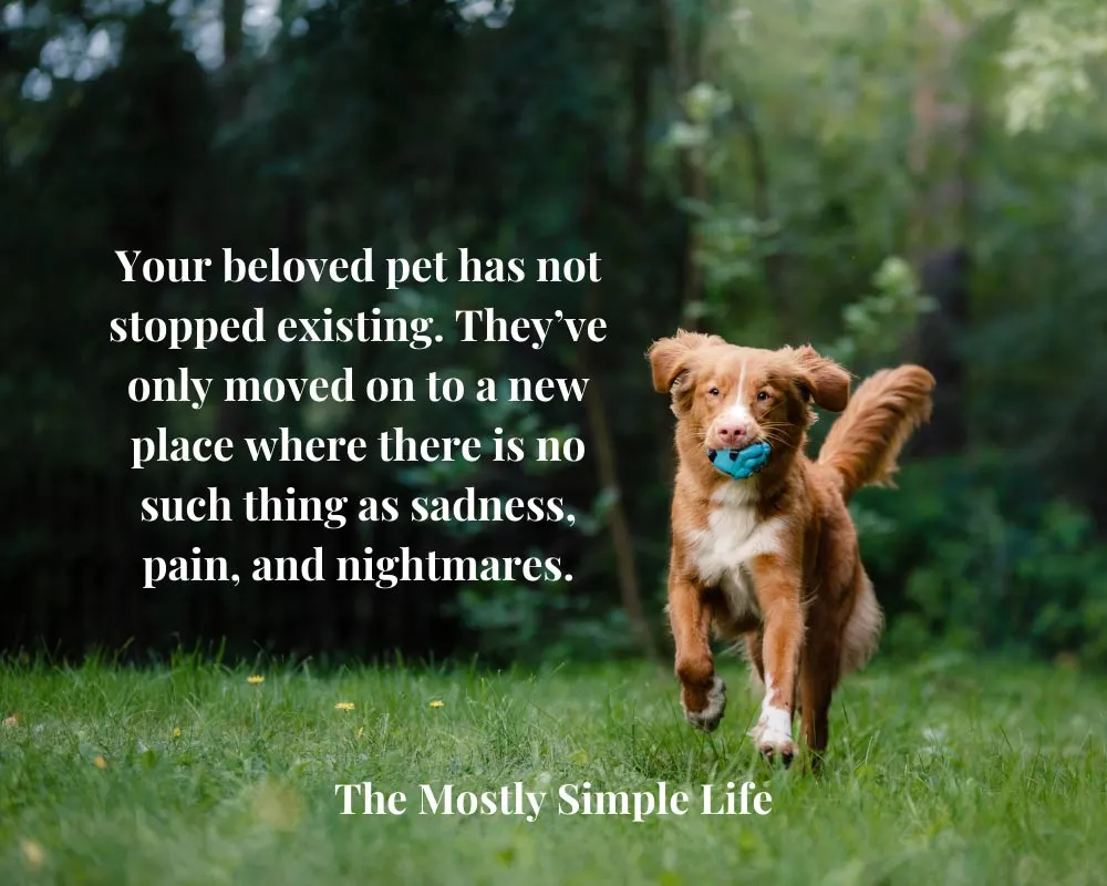 pet dog loss quotes