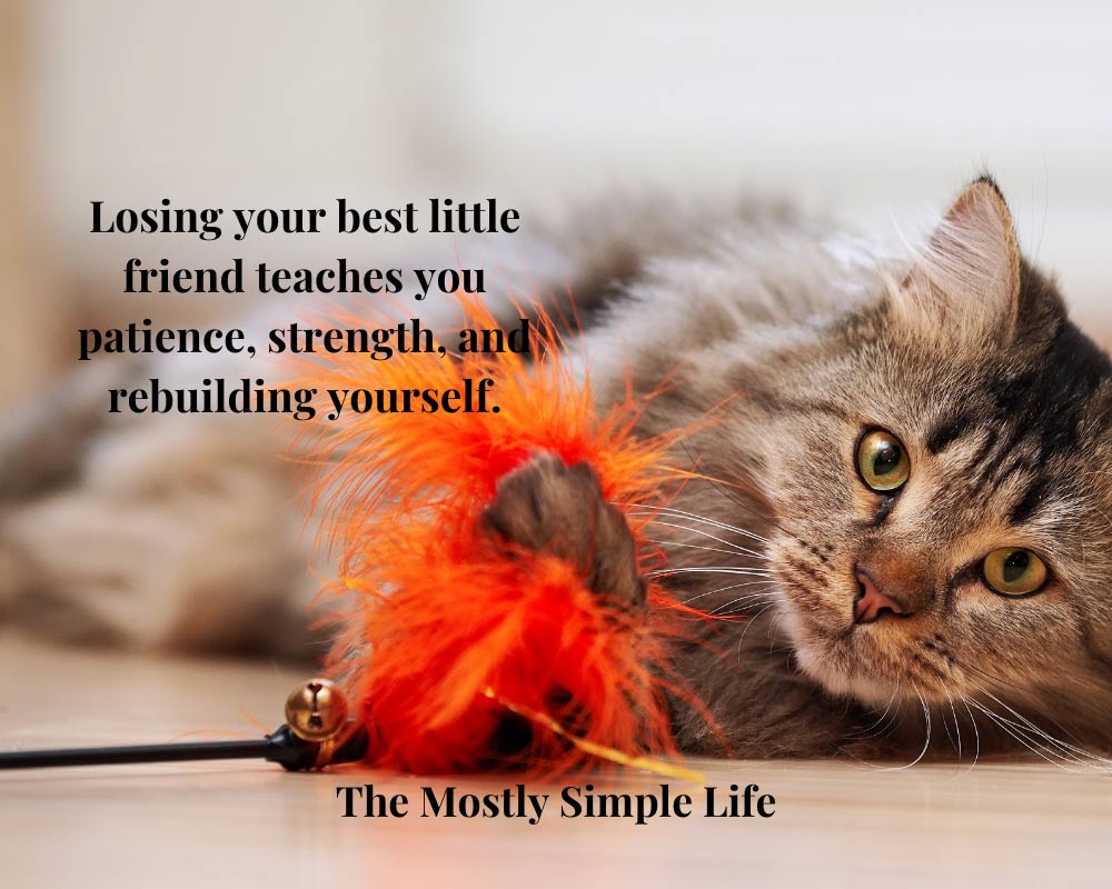 Quotes about pet cat loss
