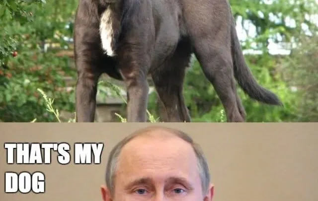 putin's dog meme