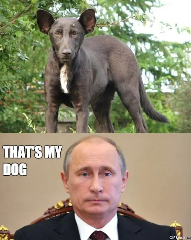 dog that looks like vladimir putin