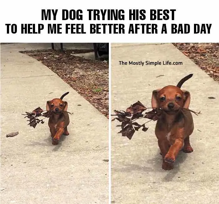 mental health meme with dog