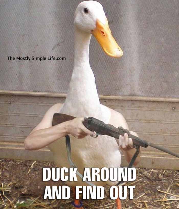 duck meme duck around