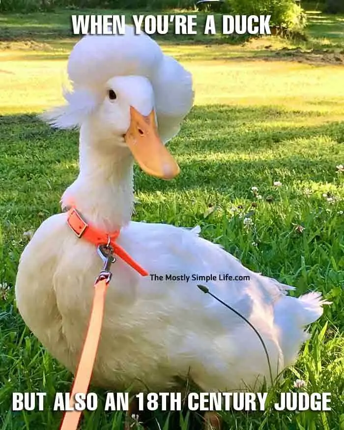 Yellow Duck Memes