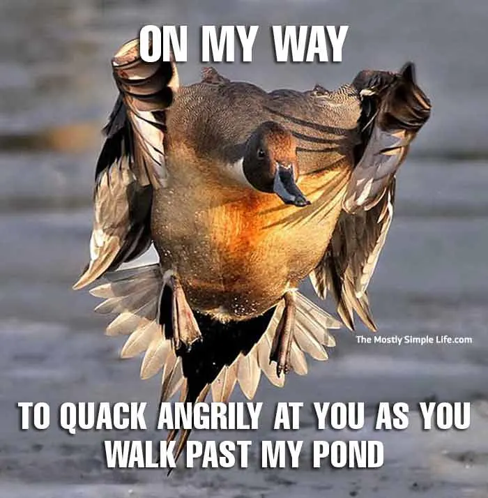 duck meme about quacking