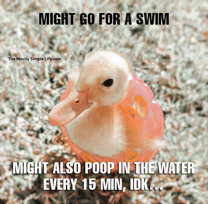 duck meme with duck in floaty