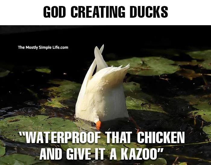 duck meme about God creating ducks