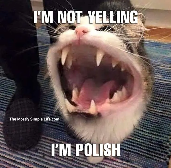 polish meme with yelling cat