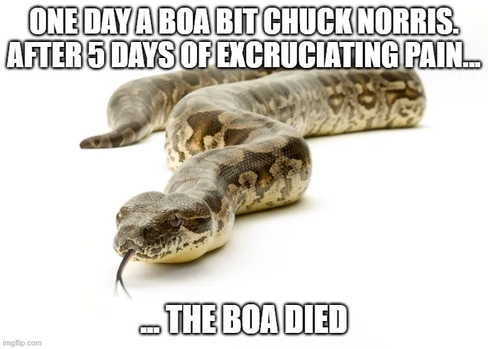 Boa chuck norris joke