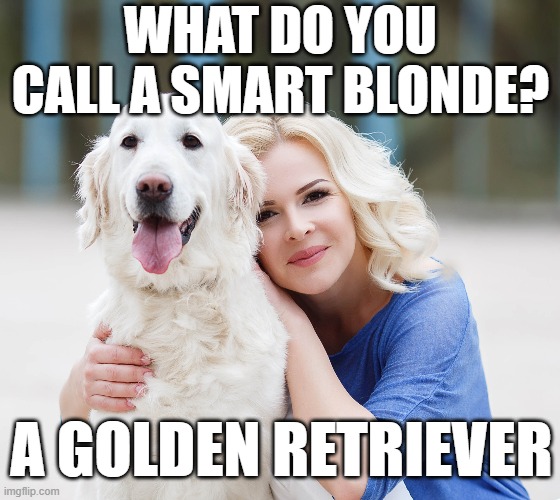 what do you call a smart blonde? a golden retriever