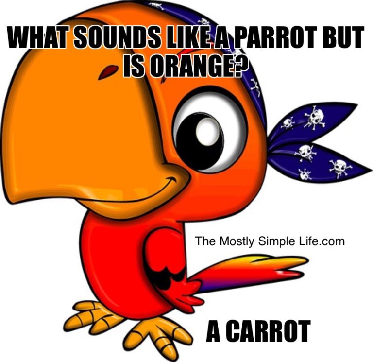 100 Best Pirate Jokes Of All Time