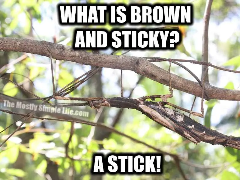 brown and sticky
