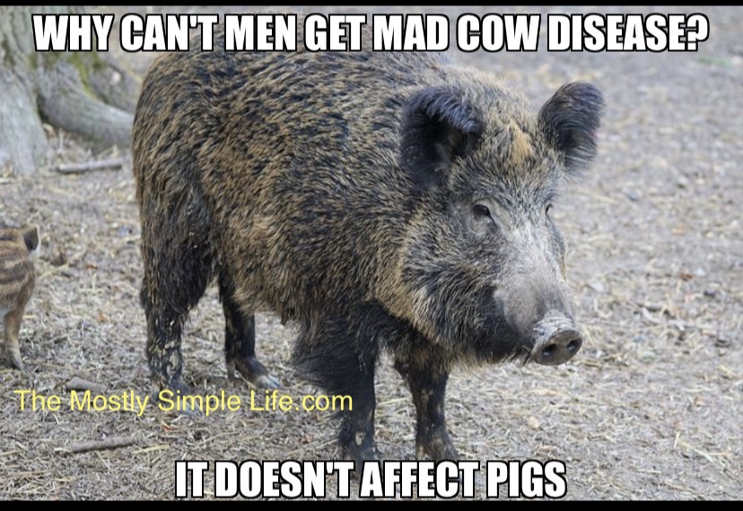 Pigs Are Safe Joke