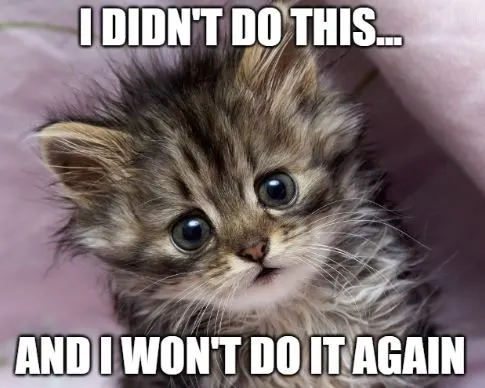 ashamed kitten meme