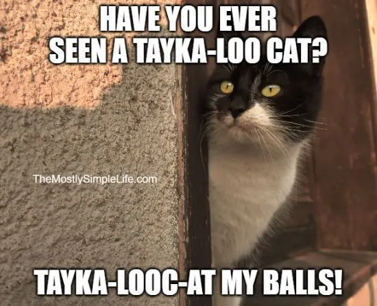 tayka loo cat joke