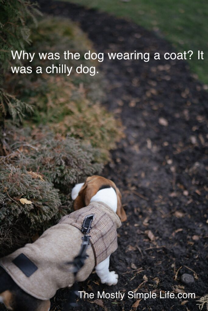 Chilly Dog