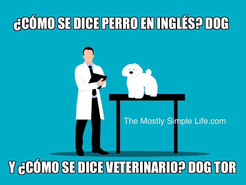 Dogtor spanish meme
