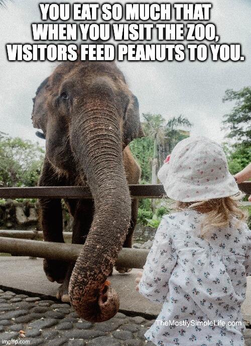 Feeding elephant.