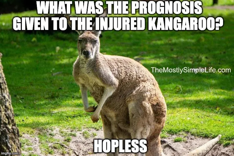 Kangaroo image.